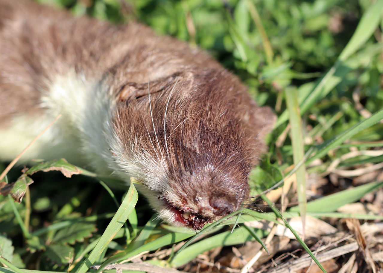 CLOSE-UP OF A CAT LYING ON GRASS