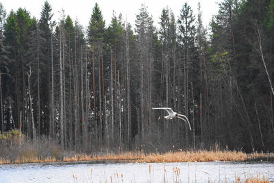 View of birds in forest