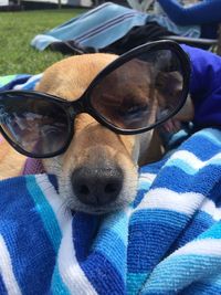 Close-up of dog wearing sunglasses