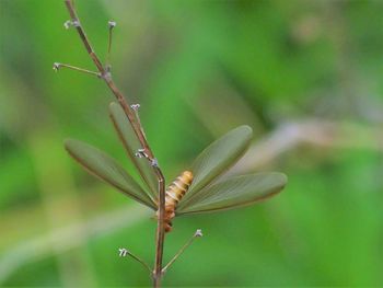 Close-up of insect on plant