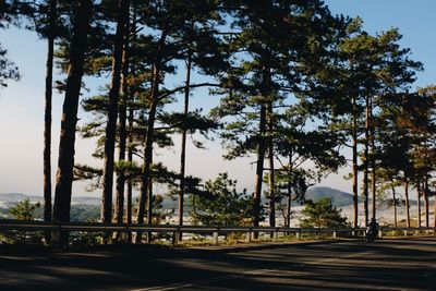 Scenic view of trees against sky