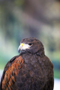 Close-up of eagle against blurred background