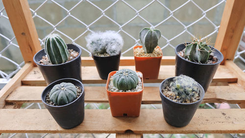 Astrophytum