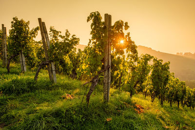 Sunstar in morning sun light summmer vineyard landscape