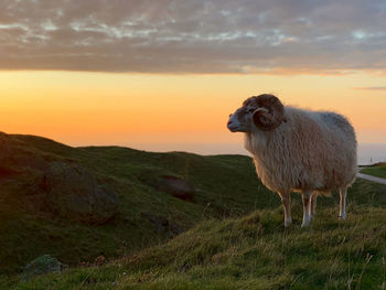 Sheep in a field at sunset