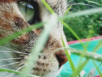 Close-up of a cat