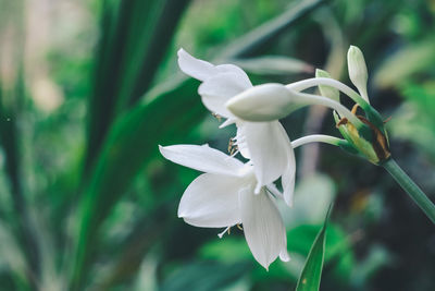 Close-up of white flowering plant