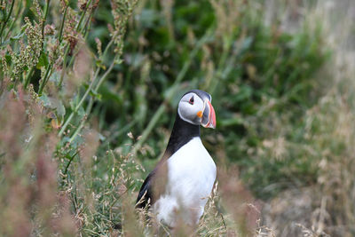 Close-up of bird perching on grass