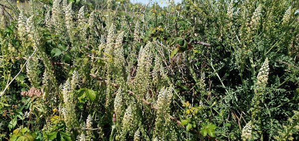 Plants growing in forest
