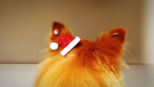 Close-up of christmas tree