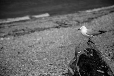 Close-up of bird perching on sand at beach