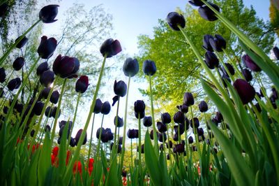 Low angle view of flowers growing in field