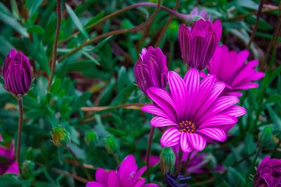 Close-up of pink flowers