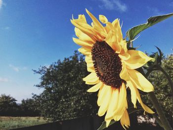 Close-up of sunflower blooming against sky