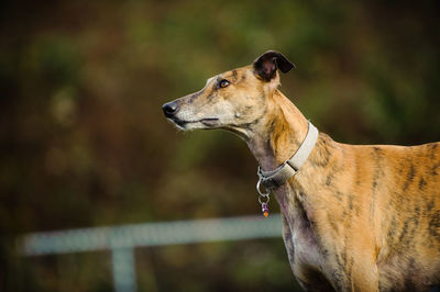 Close-up of dog outdoors