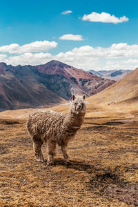 Portrait of llama standing against mountains
