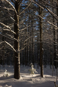 Bare trees in forest during winter