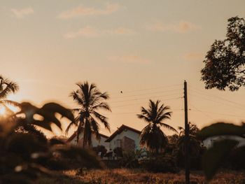 Low angle view of trees against sky during sunset