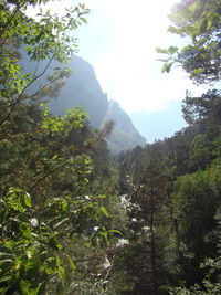 Scenic view of trees and mountains against sky