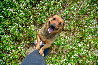 Man holding dog against plants