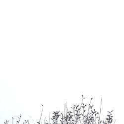 Low angle view of trees against clear sky