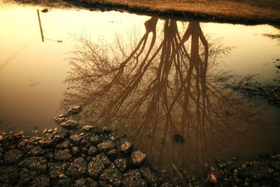 Reflection of trees in water