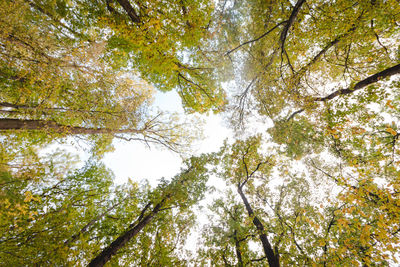 Low angle view of trees against sky