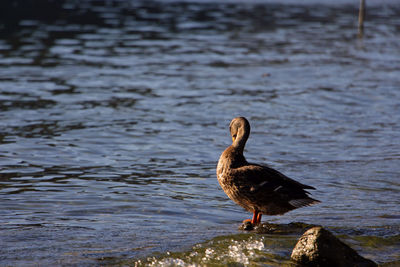 Bird perching on a lake