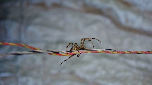 Low angle view of dead plant
