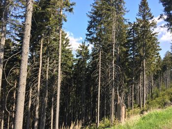 Pine trees in forest