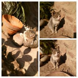 domestic cat
