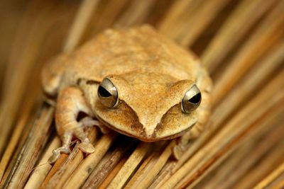 Close-up portrait of a frog