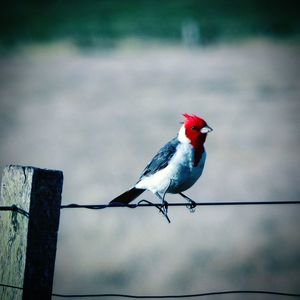 Close-up of bird perching