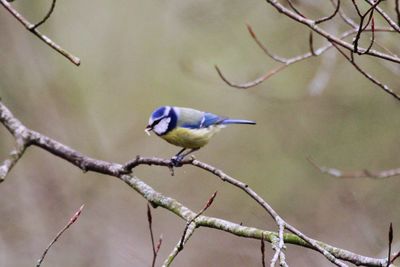 Close-up of bird perching on tree