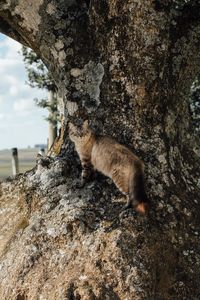 View of a tree trunk