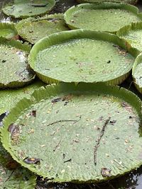 High angle view of raindrops on leaves