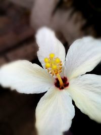 Close-up of white hibiscus blooming outdoors