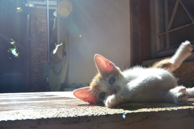 Portrait of cat lying down