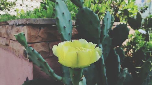 Close-up of yellow flowering plant