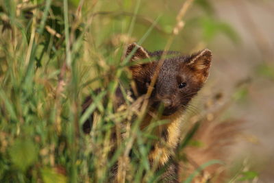 Close-up of a cat looking away