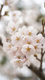 Close-up of cherry blossom