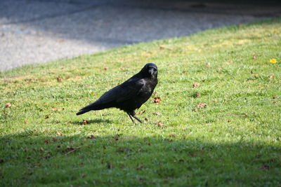 Close-up of bird perching on field