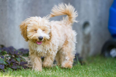 Portrait of dog on field