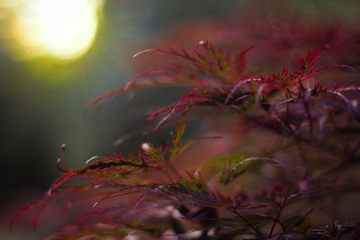 Close-up of plant against sky at sunset