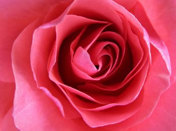 Close-up of pink rose