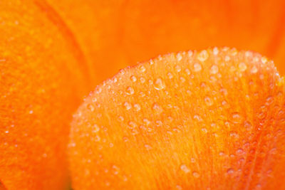 Close-up of orange over white background