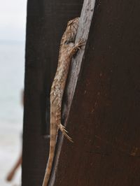 Close-up of lizard on wood against sky