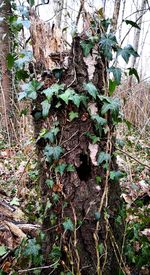 Ivy growing on tree trunk