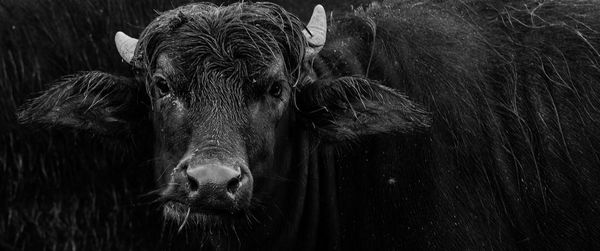 Close-up portrait of a horse