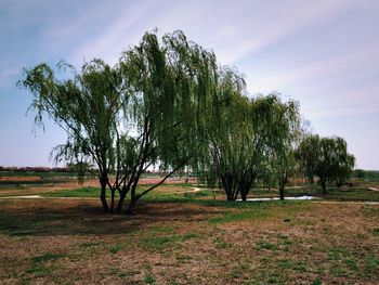 Scenic view of grassy field against sky